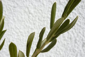 Granice palme i masline
